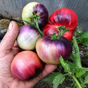 139 Mordovian Dwarf F5 Tomato, 5 Seeds