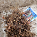 Epimedium Seedlings, 2 Roots