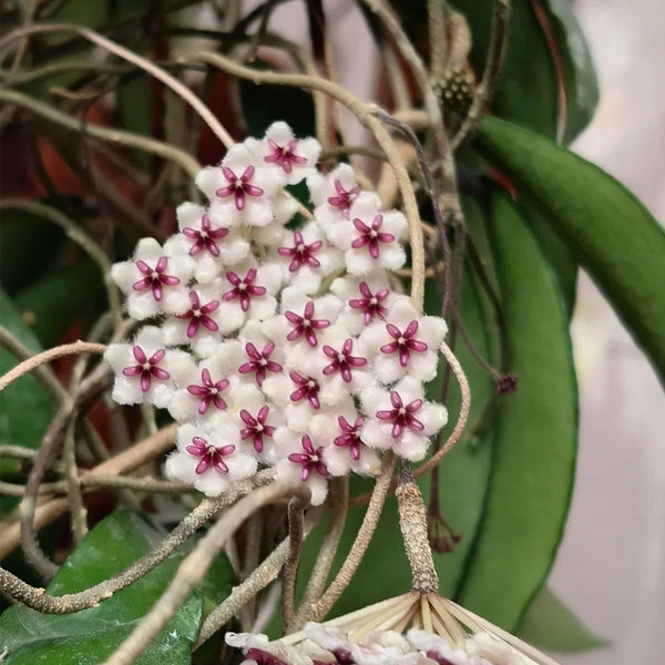 Phuwua Hoya, 5 Cuttings