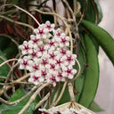 Phuwua Hoya, 5 Cuttings