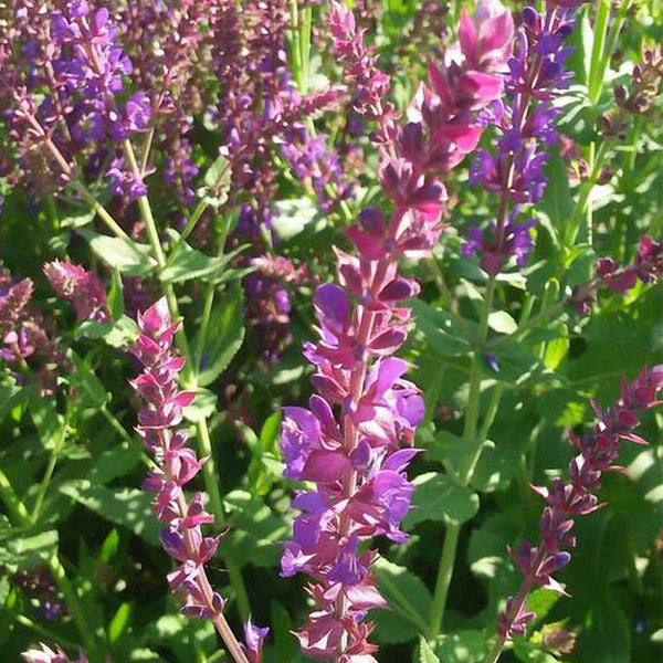 Purple Salvia Seeds, 100 Seeds