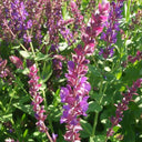 Purple Salvia Seeds, 100 Seeds