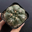 Gymnocalycium denudatum var. paraguayensis, 4-5cm