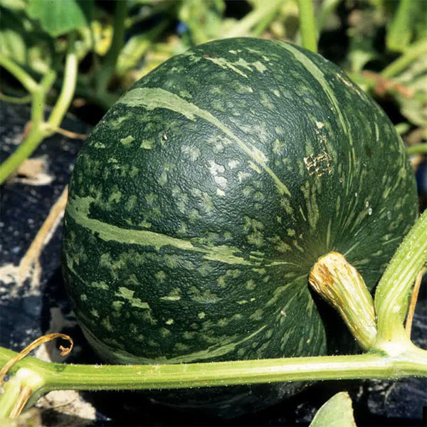 Chinese Pumpkin Seeds, 10g