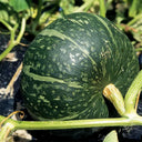 Chinese Pumpkin Seeds, 10g