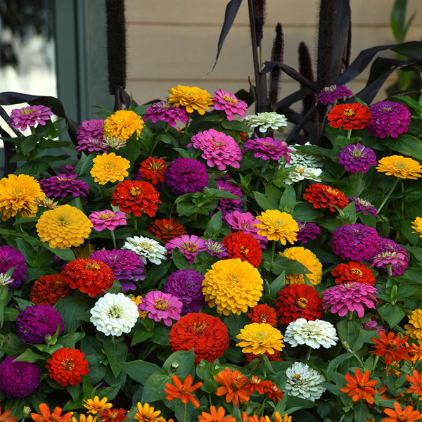 He Zhi Chun Zinnia elegans Seeds, 5g