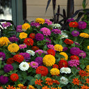 He Zhi Chun Zinnia elegans Seeds, 5g