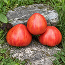 416 Cœur Rose Strié de Pessac Tomato, 5 Seeds