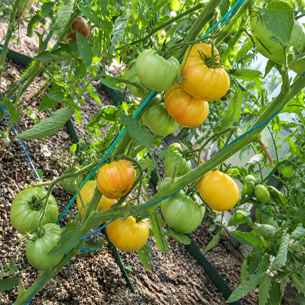 72 Rose Beauty Tomato, 5 Seeds