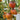 826 Fiery Red Comet Tomato, 5 Seeds