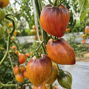 826 Fiery Red Comet Tomato, 5 Seeds