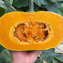 Sweet Dough Millstone Pumpkin, 10 Seeds