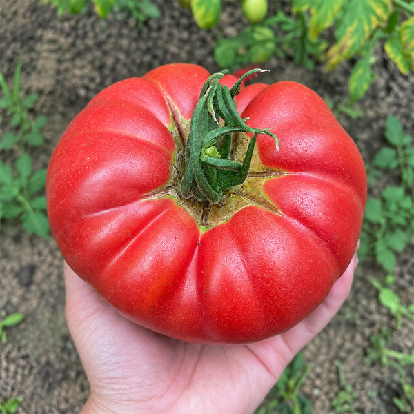 U2614 Giant Pink Beefsteak Tomato, 10 Seeds