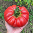 U2614 Giant Pink Beefsteak Tomato, 10 Seeds
