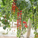 'Waterfall Red Cluster' Cherry Tomato Seeds, 20 Seeds