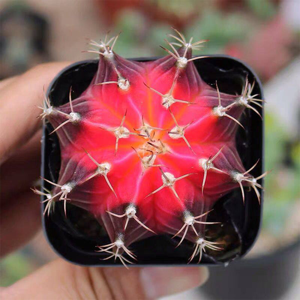 Gymnocalycium mihanovichii 'Red Variegata', 3-4cm
