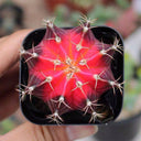 Gymnocalycium mihanovichii 'Red Variegata', 3-4cm