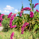 Prince's Feather, 200 Seeds