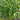 285 Cuizhu Cherry Tomato, 5 Seeds
