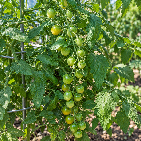 285 Cuizhu Cherry Tomato, 5 Seeds