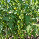 285 Cuizhu Cherry Tomato, 5 Seeds
