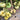 835 White Sugar Tomato, 5 Seeds