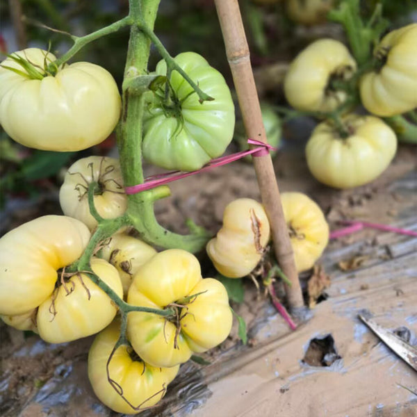 835 White Sugar Tomato, 5 Seeds