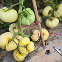 835 White Sugar Tomato, 5 Seeds