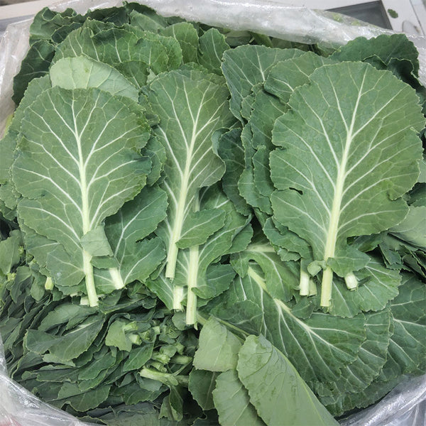Yuanfeng Leaf Cabbage Hybrid, 100 Seeds