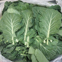 Yuanfeng Leaf Cabbage Hybrid, 100 Seeds