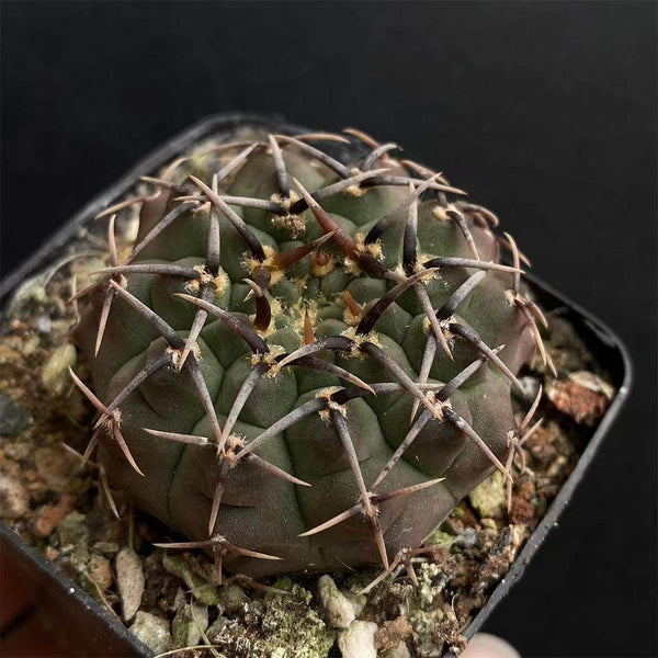 Gymnocalycium riojense, 3-4cm
