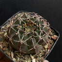 Gymnocalycium riojense, 3-4cm