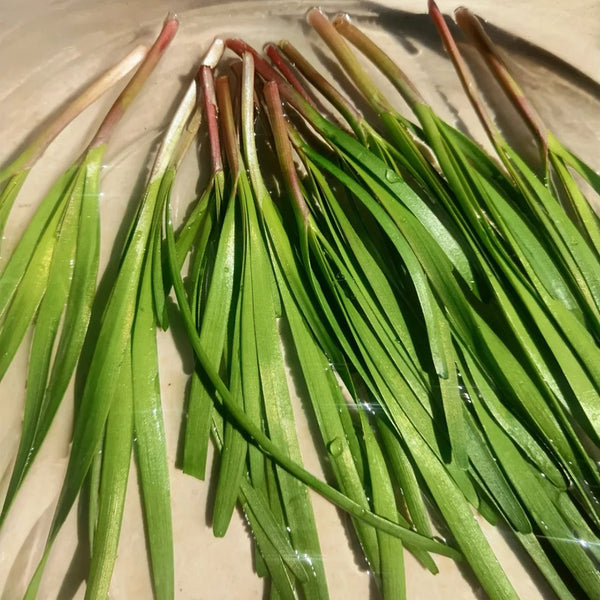 Purple Root Chinese Chives Seeds, 10g