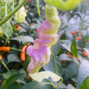 Aji Confusion Pepper Seeds, 3 Seeds