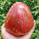 301 Olympic Champion Tomato, 5 Seeds