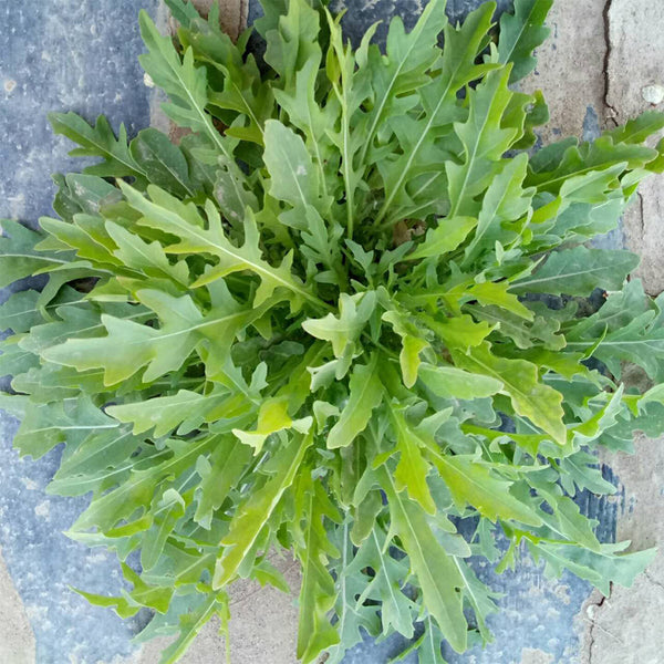 Arugula Seeds, 5g