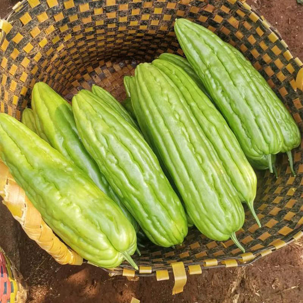 'Jiemei No.3' Bitter Gourd, 10 Seeds