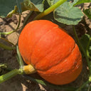 Golden No.2 Pumpkin Seeds, 200g