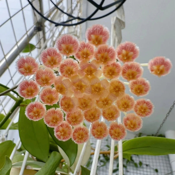 Hoya rosarioae, 5 Cuttings