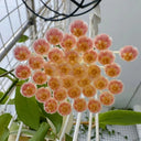 Hoya rosarioae, 5 Cuttings