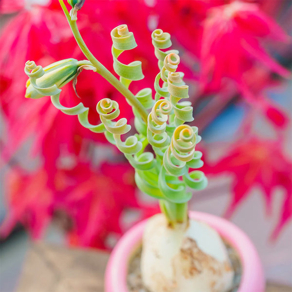 TD005 Albuca concordiana 'Guifei', 1 Dormant Bulb