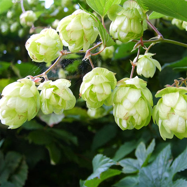 Hop Seeds, Pack of 10
