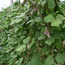 Purple-Green Hyacinth Bean