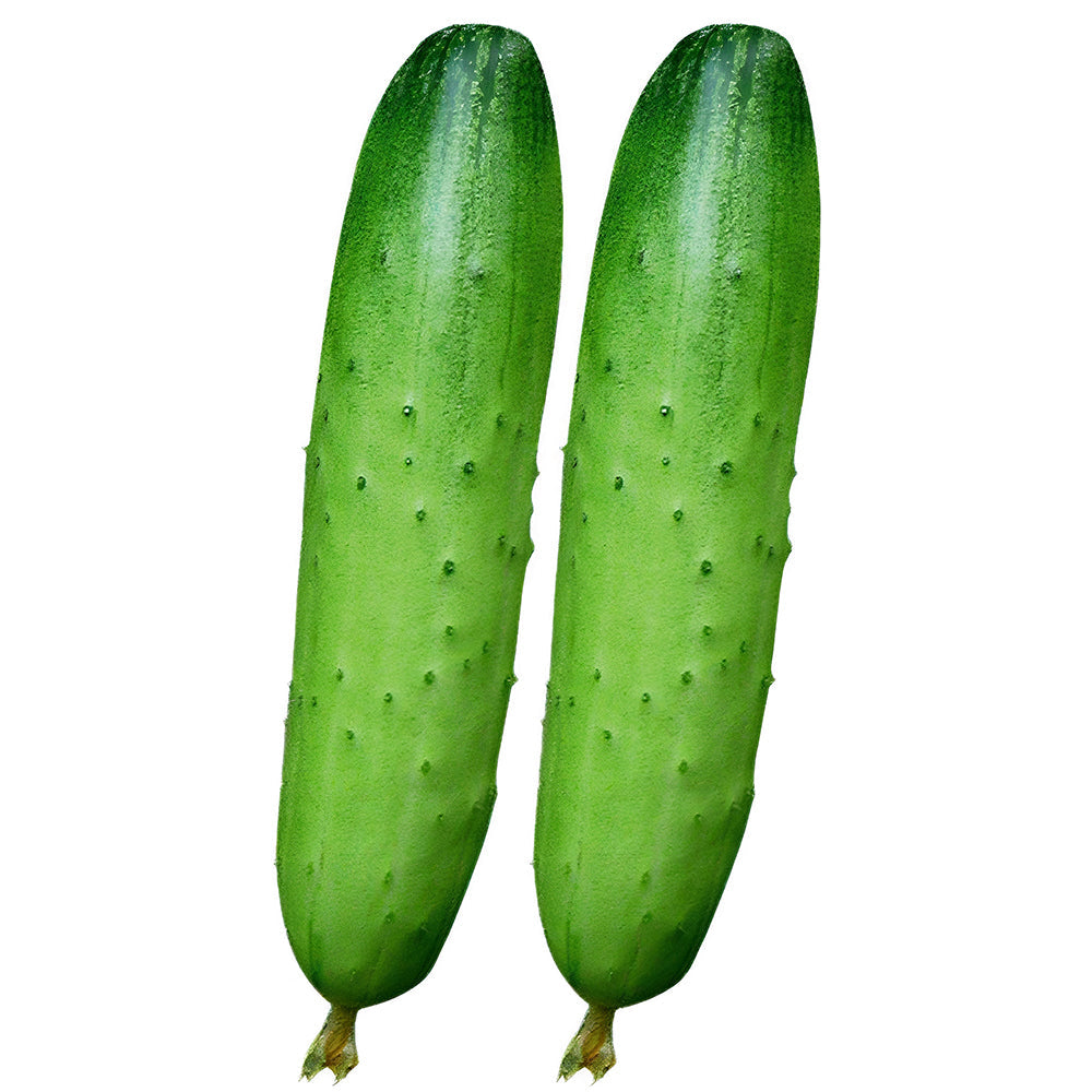 Hanging Green Cucumber Seeds