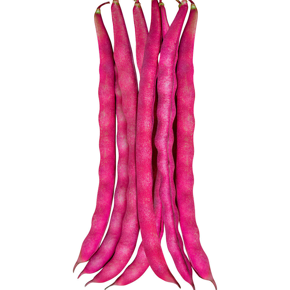 Purple Snap Bean Seeds