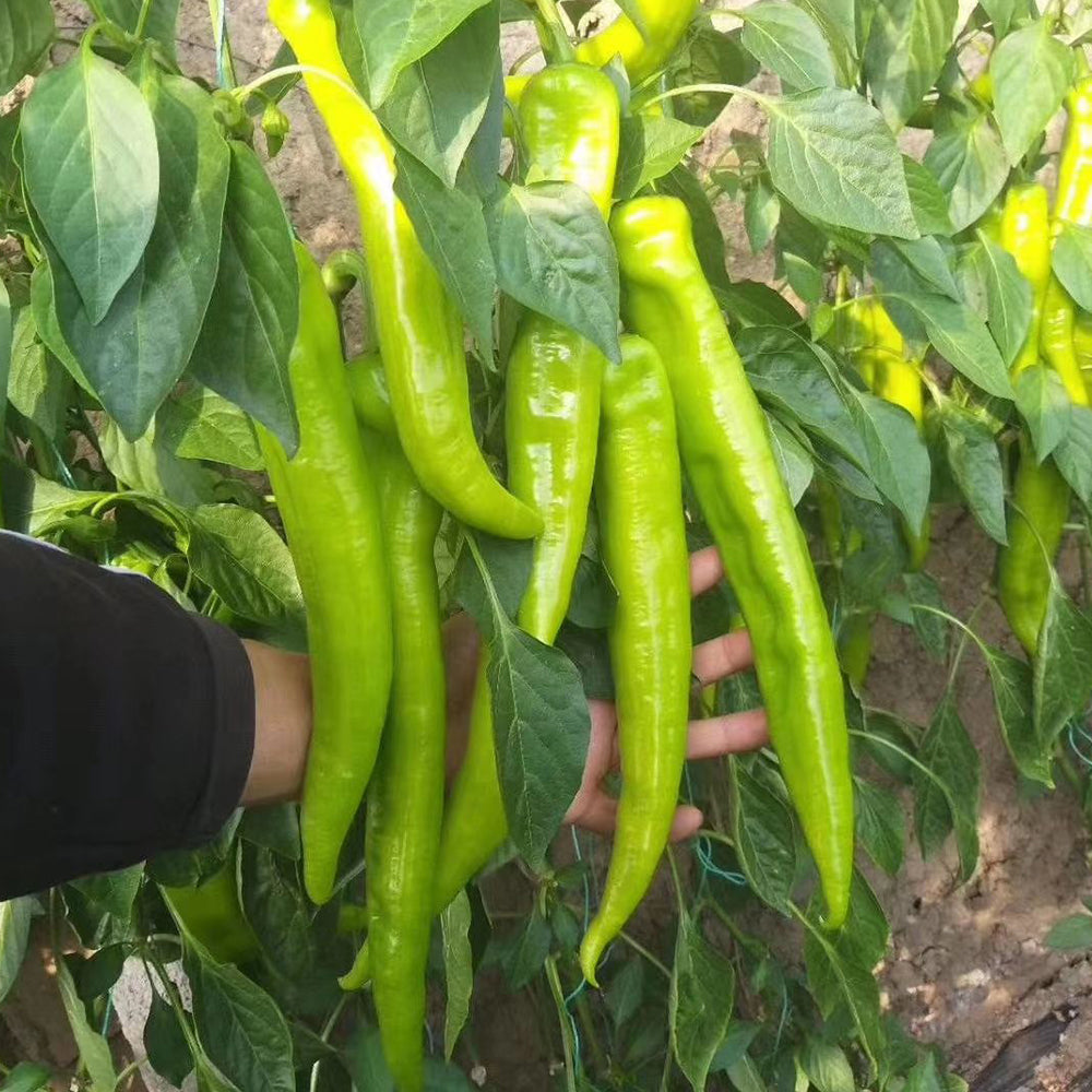 Crispy Spicy 'Lamb Horn' Pepper Seeds