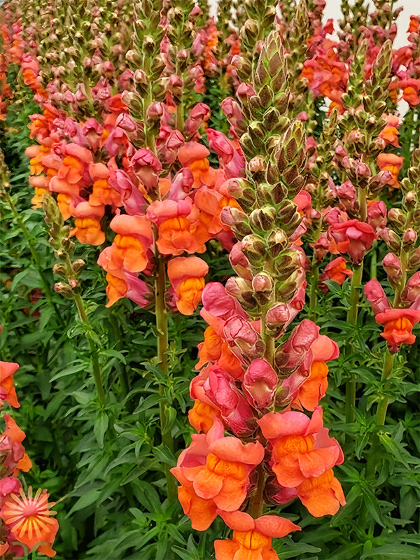 Tall Snapdragon, Orange
