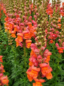 Tall Snapdragon, Orange