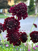 Scabiosa Atropurpurea, Black