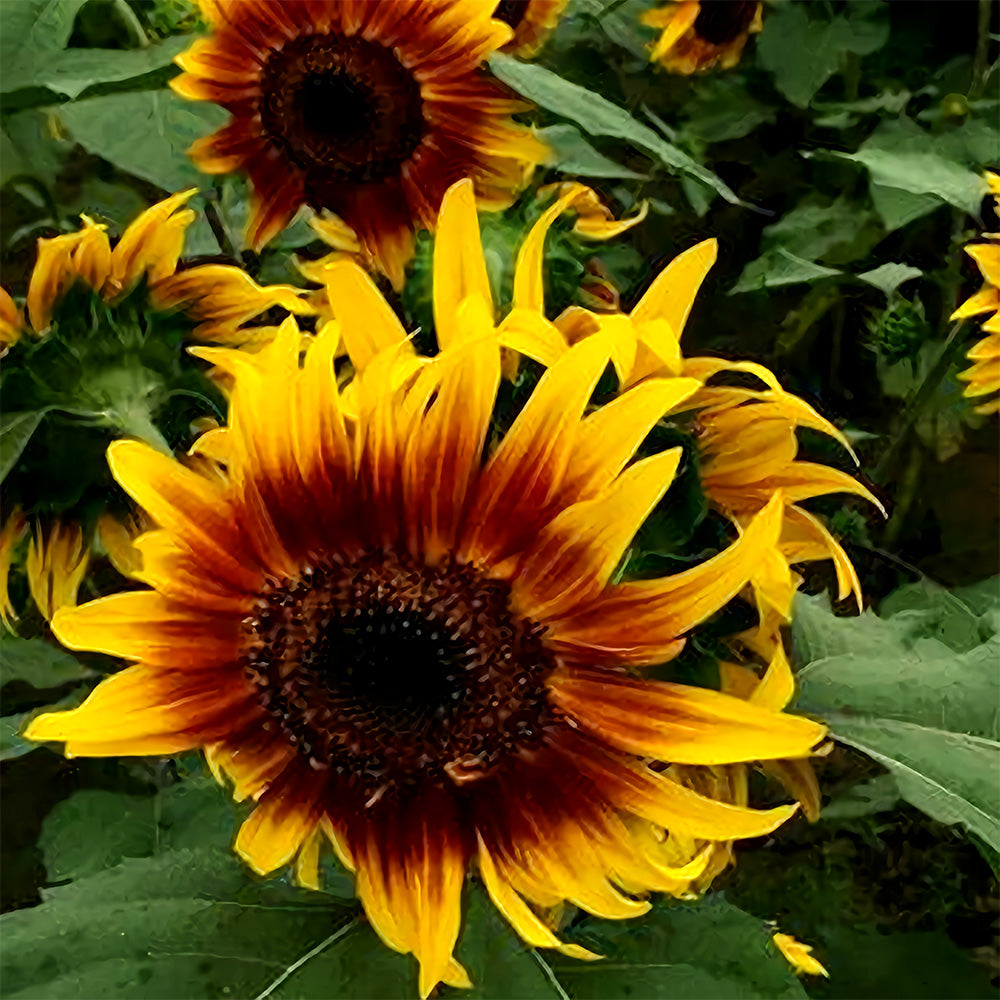 Bi-Colour Sunflower Seeds (90cm)